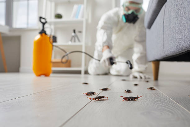 Commercial Rodent Management in Gearhart